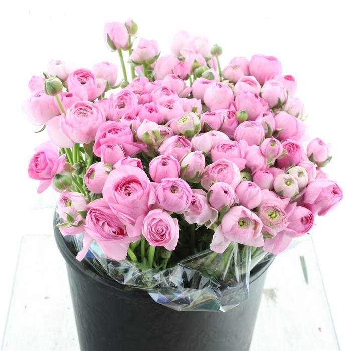 <h4>Ran El Pink Extra</h4>