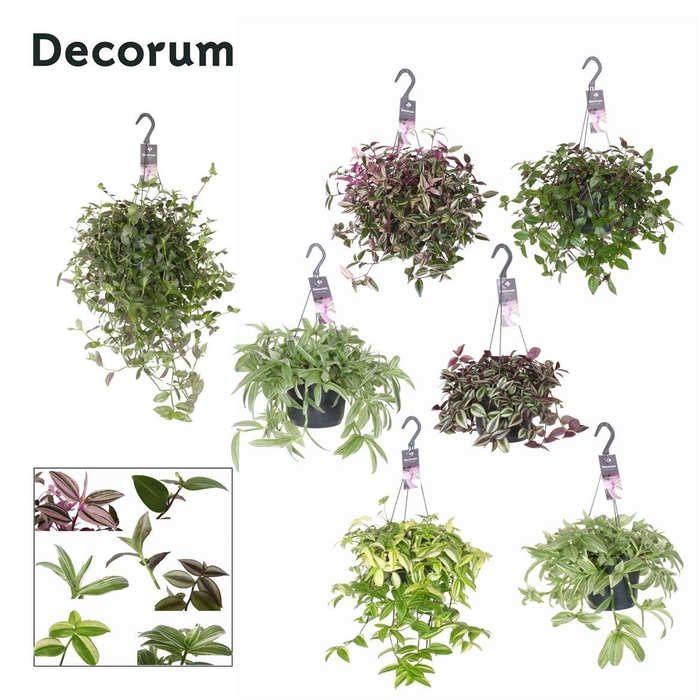 <h4>Tradescantia gemengd</h4>