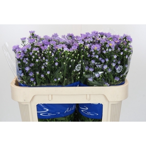 Aster Cassandra