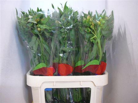 <h4>Alstr Maracana</h4>