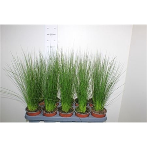Juncus Penc Grass