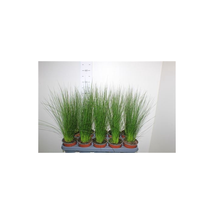 <h4>Juncus Penc Grass</h4>