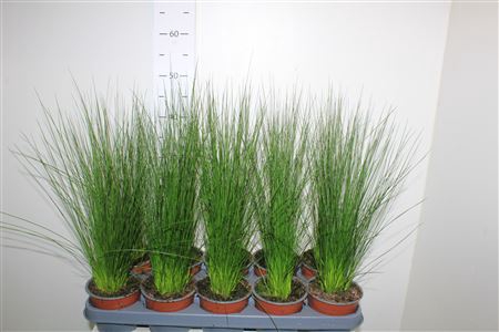 Juncus Penc Grass