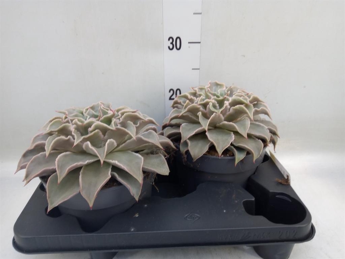 <h4>Echeveria ...</h4>