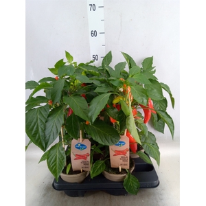 Capsicum annuum   ...peper