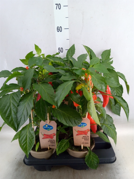 <h4>Capsicum annuum   ...peper</h4>