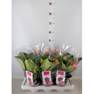 Medinilla magn. 'Candy'