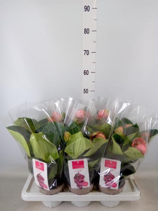 <h4>Medinilla magn. 'Candy'</h4>