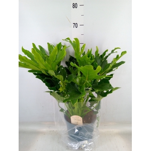 Philodendron bipinn. 'Little Hope'