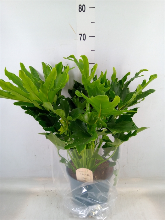 <h4>Philodendron bipinn. 'Little Hope'</h4>