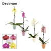 Phalaenopsis 1 tak 9+ mix in Carly (Craft world-collection)