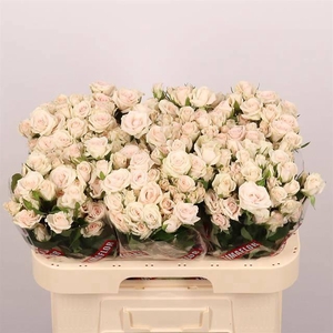 R TR ROYAL PORCELINA