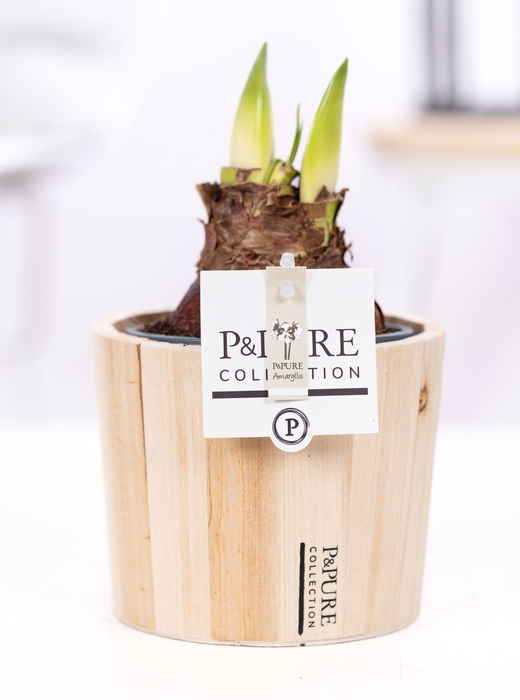 <h4>Hippeastrum white in P&PURE Wood 5</h4>
