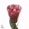 PROTEA  'IVY'