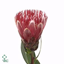 Protea Sharon