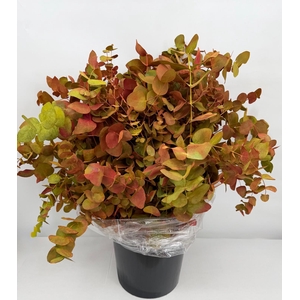 Euc. Cinerea Painted Deluxe