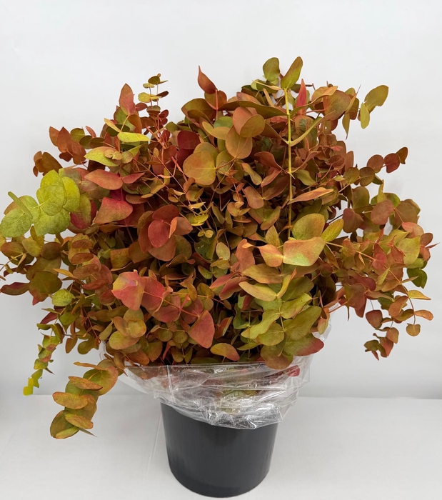 <h4>Euc. Cinerea Painted Deluxe</h4>