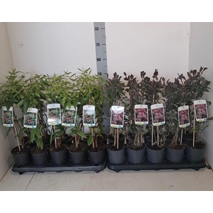Lon K Ov Mixk 1 Kleur Per Tray