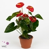 Table Anthurium Schaal Rood