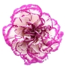 Dianthus St Kino