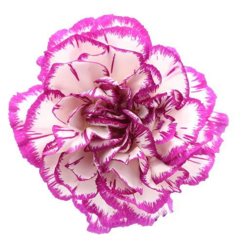 <h4>Dianthus St Kino</h4>