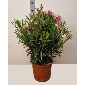 NERI OLEANDER