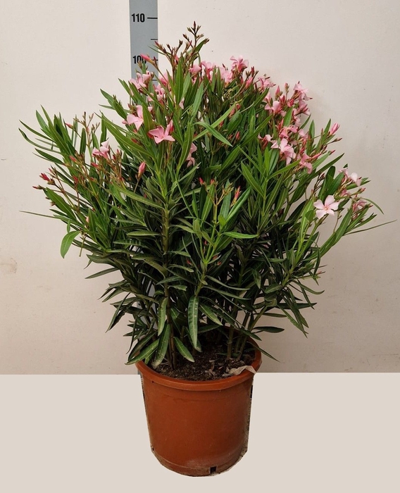 <h4>NERI OLEANDER</h4>