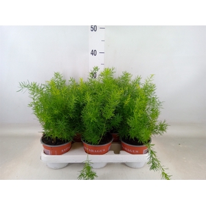Asparagus dens. 'Sprengeri'