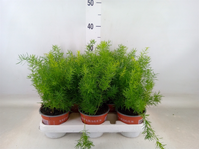 <h4>Asparagus dens. 'Sprengeri'</h4>