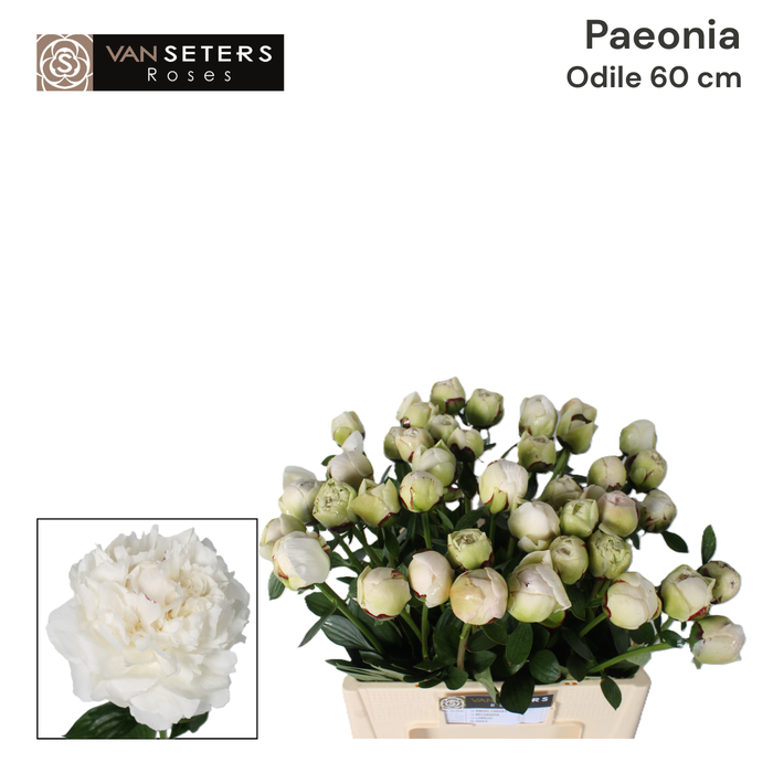 <h4>Paeonia Odile 60 cm</h4>