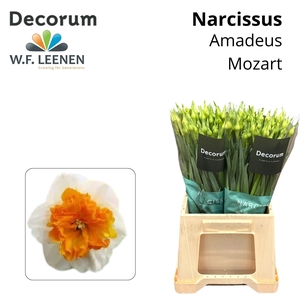 Narcissus Amadeus Mozart 566 Water