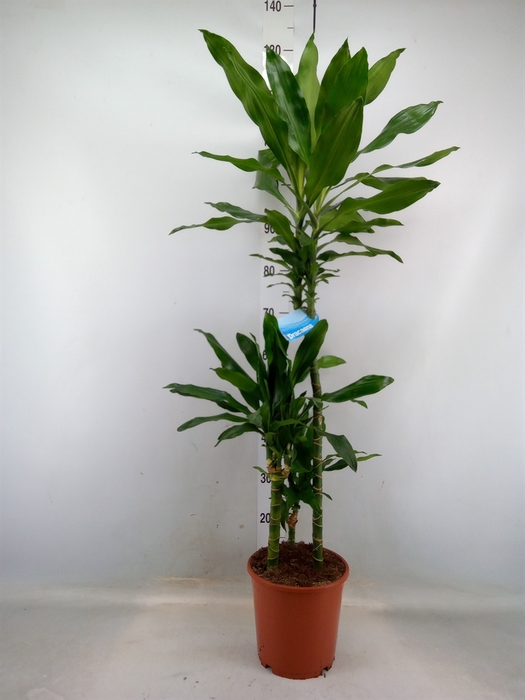 <h4>Dracaena frag. 'Steudneri'</h4>