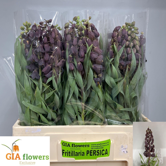 <h4>FRIT PERSICA</h4>