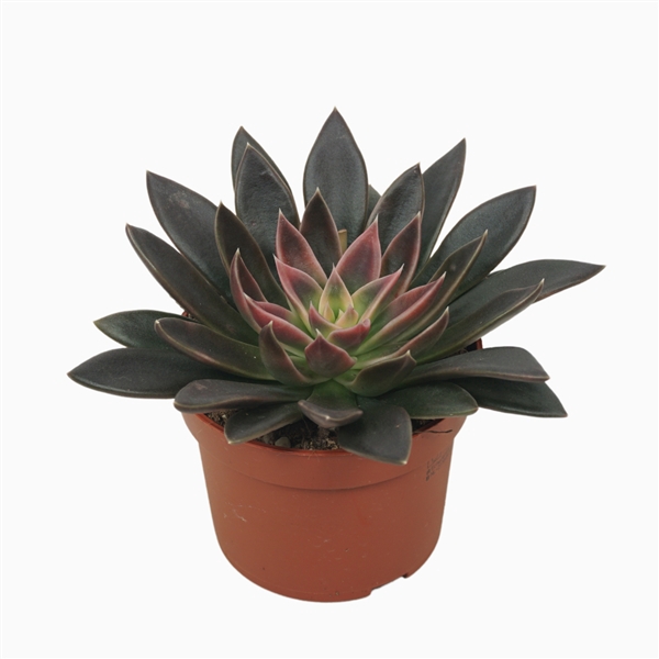 <h4>Echeveria serana 10,5 cm</h4>