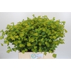 Bupleurum Griffithii