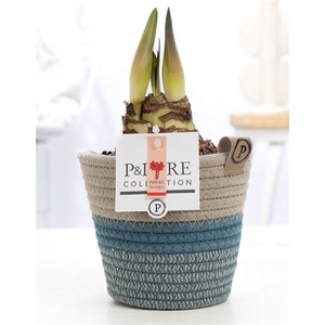 Hippeastrum red in P&PURE Fashionpot Valerie