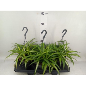 Chlorophytum com.