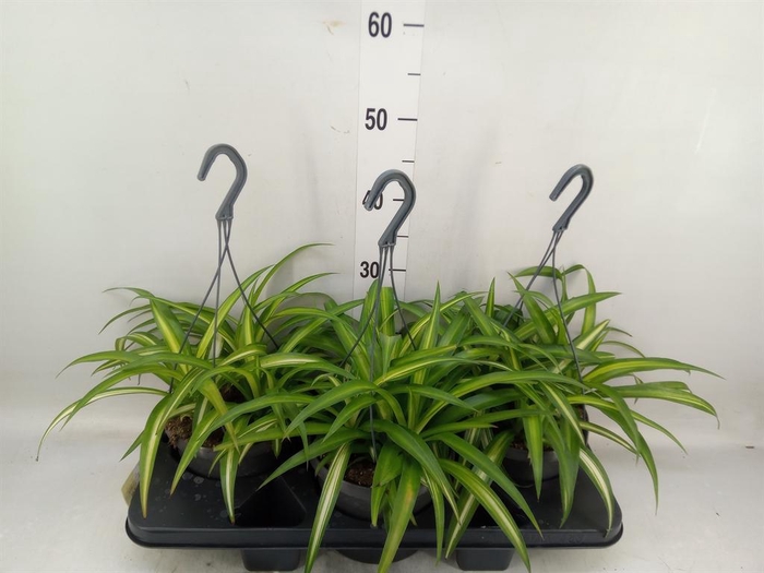 <h4>Chlorophytum com.</h4>