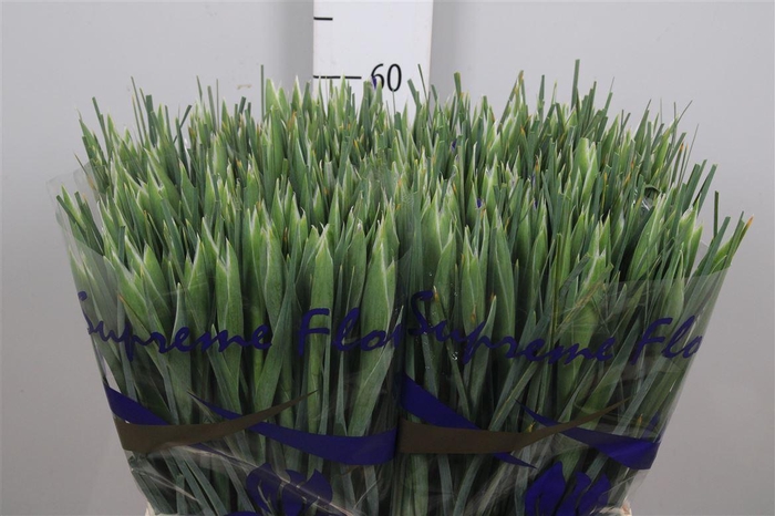 <h4>Iris Prof Blaauw</h4>