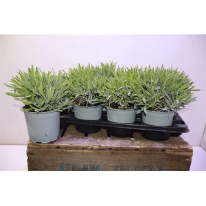 Lavandula Angust