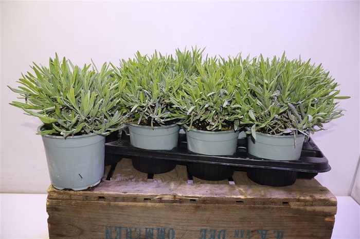 <h4>Lavandula Angust</h4>