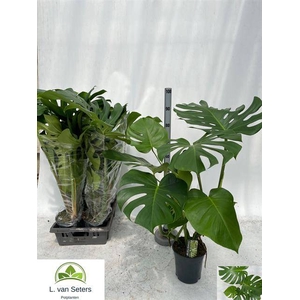 Monstera deliciosa 19Ø 90cm 4pp