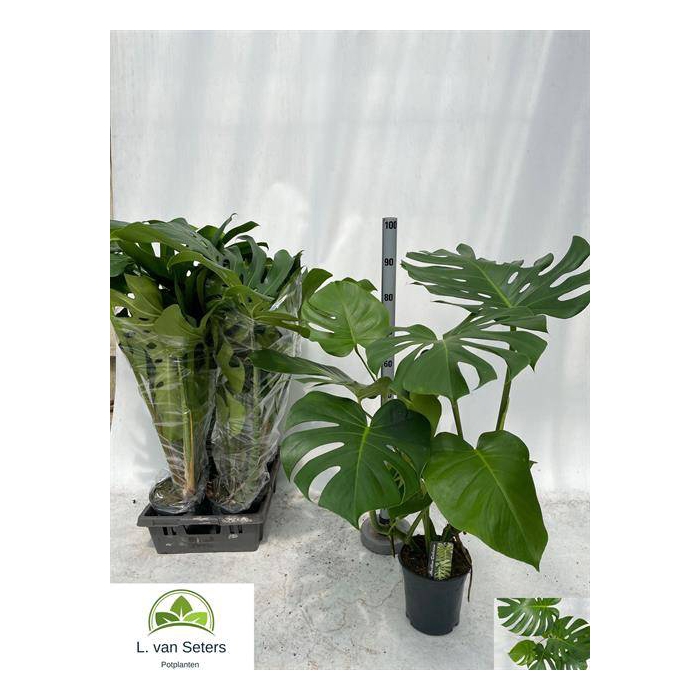 <h4>Monstera deliciosa 19Ø 75cm 4pp</h4>