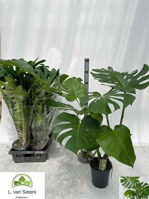 Monstera deliciosa 19Ø 90cm 4pp