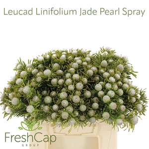 Leucad Linifolium Jade Pearl Spray