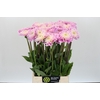 Dahlia Sweet Love