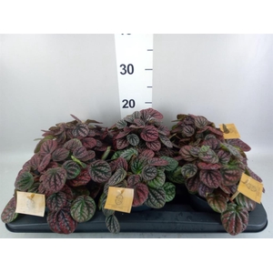 Peperomia