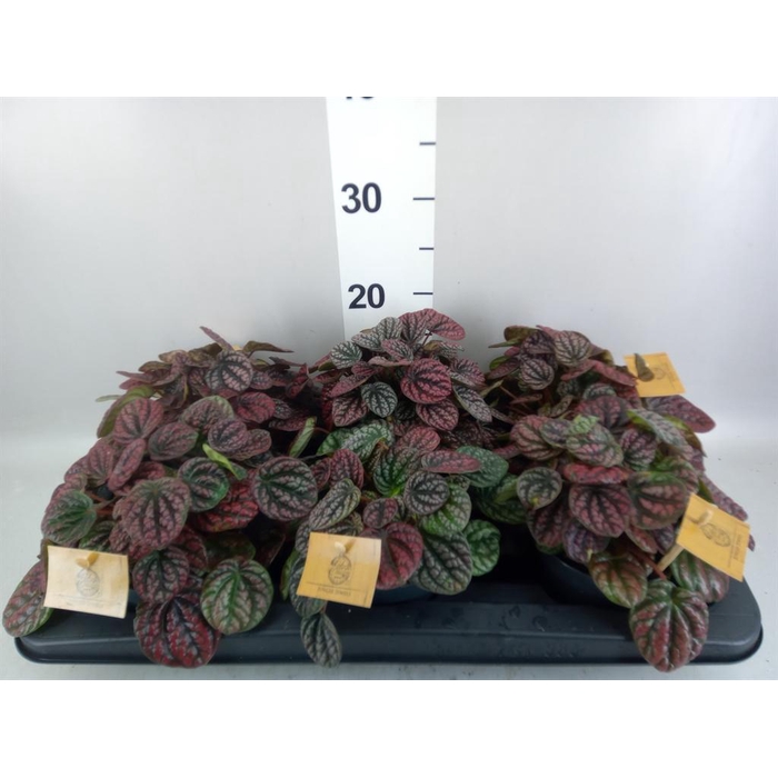 <h4>Peperomia</h4>