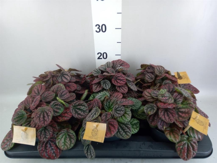 Peperomia