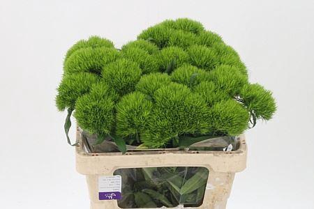 <h4>Di Barb Green Wicky X40</h4>